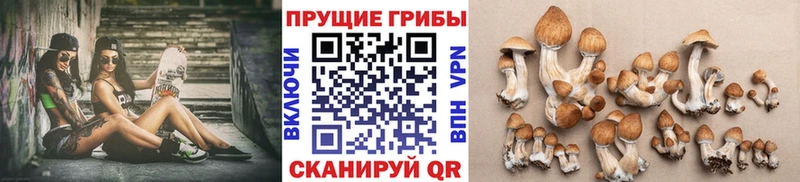 Галлюциногенные грибы Psilocybe  купить наркотики цена  OMG маркетплейс  Островной 